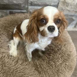 Cavalier King Charles Spaniels from Card’s Cavaliers