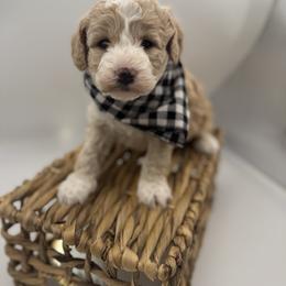 Black collar - Apricot male Goldendoodle puppy in Nashville Area, Tennessee from My Girls with Curls-Mini Doodles of TN