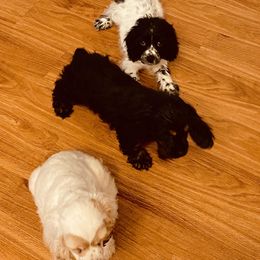 Cocker Spaniel Puppies from Angelic Cocker’s