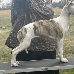 Girl 1 - Fawn brindle female Whippet puppy in Kings Mountain, North Carolina from WesAnn’s