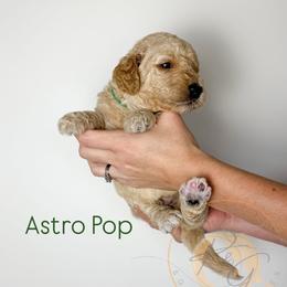 Astropop (dark green collar) - Apricot male Goldendoodle puppy in Murrieta, California from Apricot Poodles & Goldendoodles, LLC