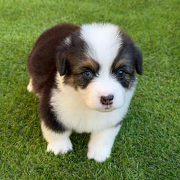 Lucky - Black and tan male Pembroke Welsh Corgi puppy in Santa Ana, California from Tran's CorgiLand