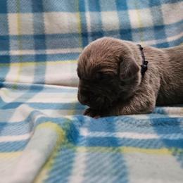 Earl - Gray and fawn male Cane Corso puppy in Roachdale, Indiana from Cast Iron Kennels