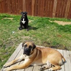 Boerboels from Boerboels Exact of the dmv