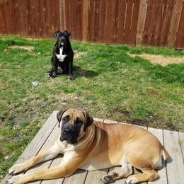 Boerboels from Boerboels Exact of the dmv