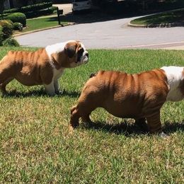 English Bulldog Puppies from OkBullieBabies