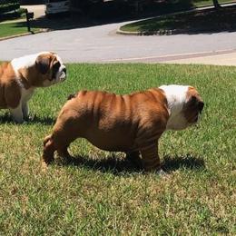 English Bulldog Puppies from OkBullieBabies