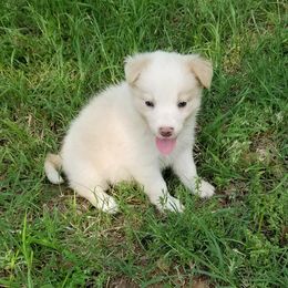 Border Collie Puppies from CRL Farms