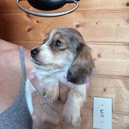 Boy 3 - Piebald male Dachshund puppy in Cheyenne, Wyoming from Great Basin Hounds