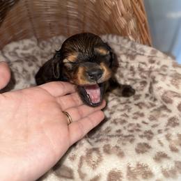 King - Red male Dachshund puppy in Pontotoc, Mississippi from Toddy Kennels