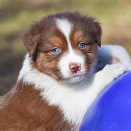 Kristoff - Red tri-color male Australian Shepherd puppy in Easton, Missouri from MMA Kennel