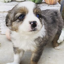 Toy Australian Shepherds from West Coast Toy Aussies