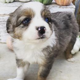 Toy Australian Shepherds from West Coast Toy Aussies