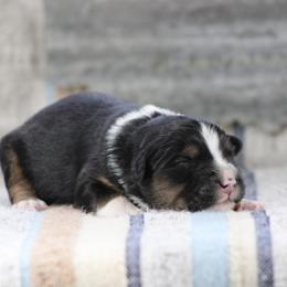 Emerald - Black tri-color male Australian Shepherd puppy in Quapaw, Oklahoma from Rocky Hill Aussies