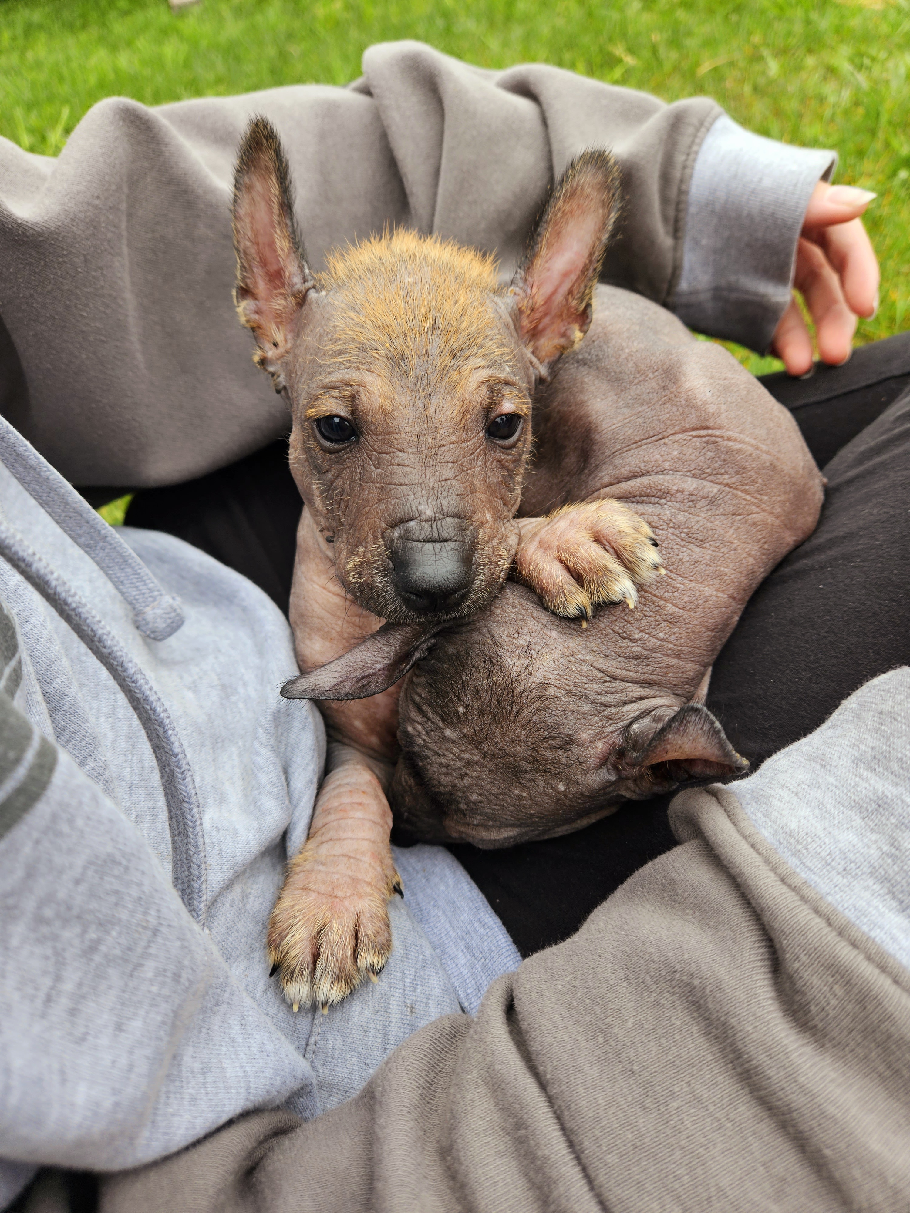 Xoloitzcuintli Puppies from Experience The Wild