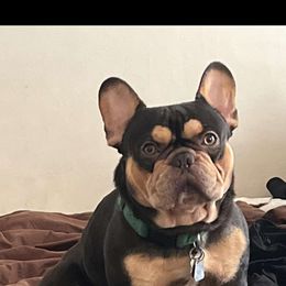 Gucci - French Bulldog