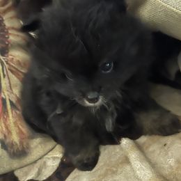 Pomeranian Puppies from Cherokee Pomeranians