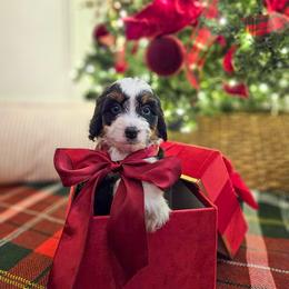 Sugar - Tri-color female Bernedoodle puppy in Russell Springs, Kentucky from 270 Doodles