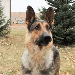 Otter - German Shepherd
