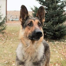 Otter - German Shepherd