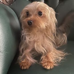 Princey - Yorkshire Terrier
