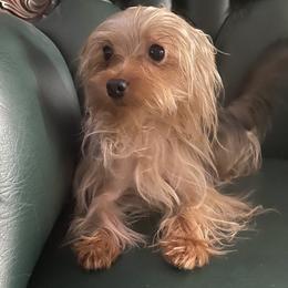 Princey - Yorkshire Terrier