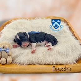 Brooks - Black tri-color male Aussiedoodle puppy in Chattanooga, Tennessee from Remedy Ranch Aussiedoodles