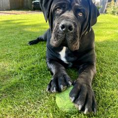 Boerboel All Grown Up from Cascade Boerboels