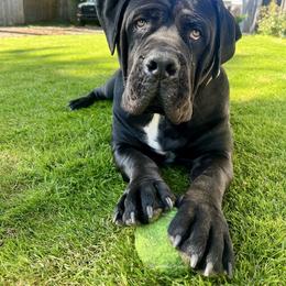 Boerboel All Grown Up from Cascade Boerboels