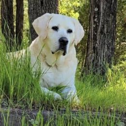 Labrador Retrievers from DogStar Kennels
