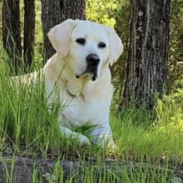 Labrador Retrievers from DogStar Kennels
