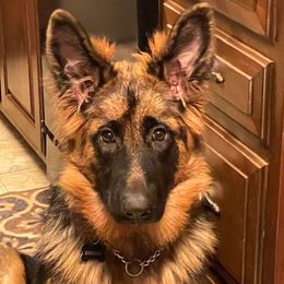 German Shepherds from Ortiz German Shepherds