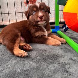Brown - Red tri male Miniature Australian Shepherd puppy in Arizona from Country Charm Mini Aussies