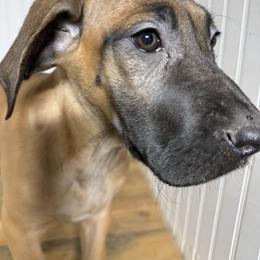 Remi - Fawn female Great Dane puppy in Hutchinson, Kansas from Dappled Danes