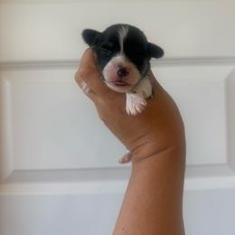 Boone - Black and tan male Pembroke Welsh Corgi puppy in Red Bluff, California from Wilder Ranch Corgis