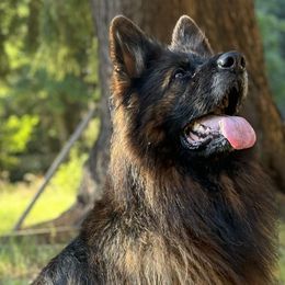 German Shepherds from Wataha Shepherds