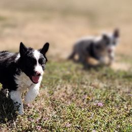 Border Collie Puppies from Bond Border Collies
