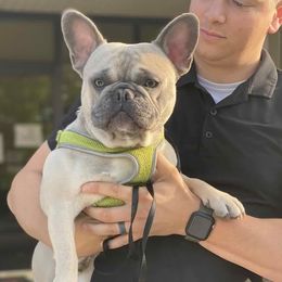 Romeo - French Bulldog