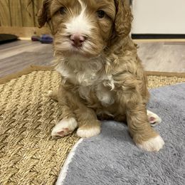 Australian Labradoodle Puppies from New Era Labradoodles