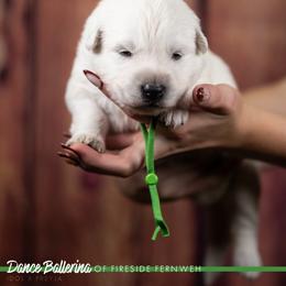 Green Collar Girl - White female Berger Blanc Suisse puppy in Chestnut, Illinois from Fireside Fernweh