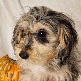 Mercy - Aussiedoodle puppy from Sandy Hill Farm Aussies, LLC