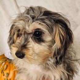 Mercy - Aussiedoodle puppy from Sandy Hill Farm Aussies, LLC