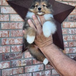 Shetland Sheepdog Puppies from Pixie Isle Shetland Sheepdogs