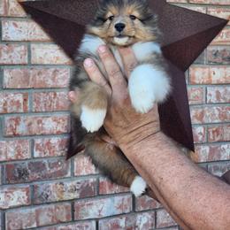 Shetland Sheepdog Puppies from Pixie Isle Shetland Sheepdogs