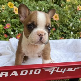 Sharon - Fawn and white female French Bulldog puppy in Ford City, Pennsylvania from DeWitt Frenchies