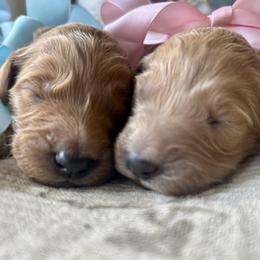 Boy 4 - male Goldendoodle puppy in Grand Blanc, Michigan from Perry Farm Doodles