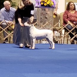 Bull Terrier and Staffordshire Bull Terrier All Grown Up from Terri Cournoyer