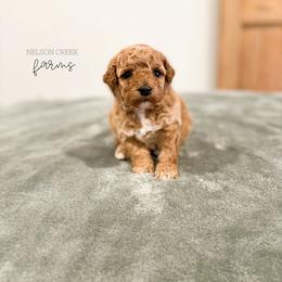 Goldie - Red female Maltipoo puppy in Huntsville, Texas from Nelson Creek Farms