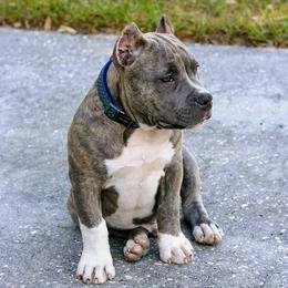 American Bully Puppies from Bolt Action Kennel