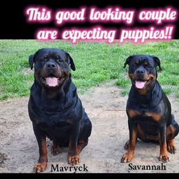 Rottweiler puppies from Pearce Rottweilers